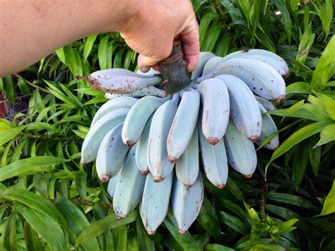can you buy blue java bananas