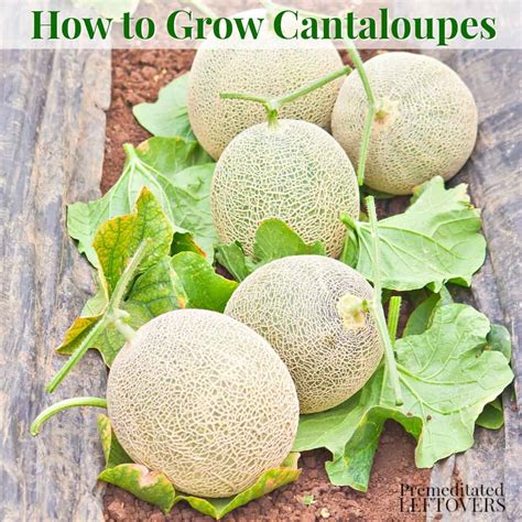 can you grow cantaloupe in kentucky