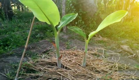 cara menanam benih pisang