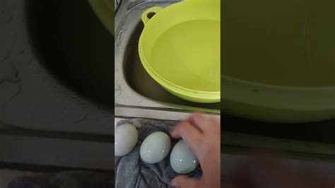 cara menentukan telur bebek yang baik