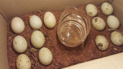 cara menetaskan telur bebek dengan lampu 5 watt in indonesia