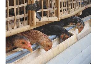 Kepadatan Populasi Ayam di Kandang