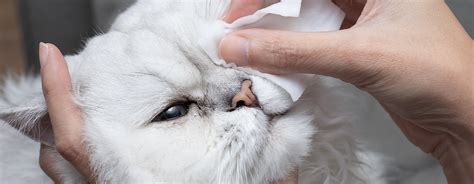 cara pemeriksaan mata kucing persia