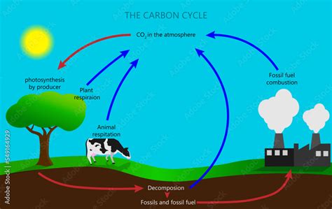 Carbon Cycle Chart