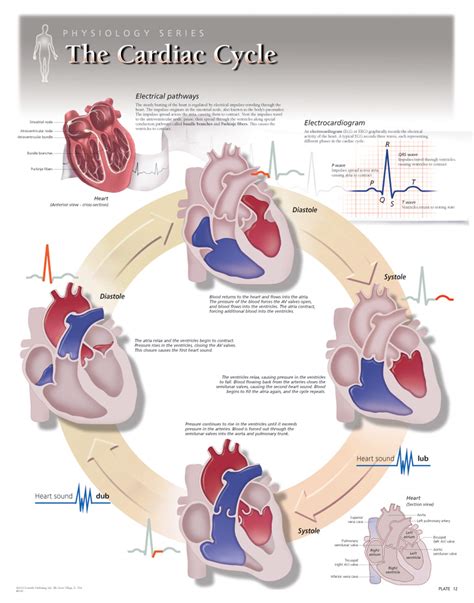 Cardiac Cycle Flow Chart