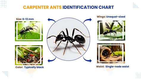 Carpenter Ant Identification Chart