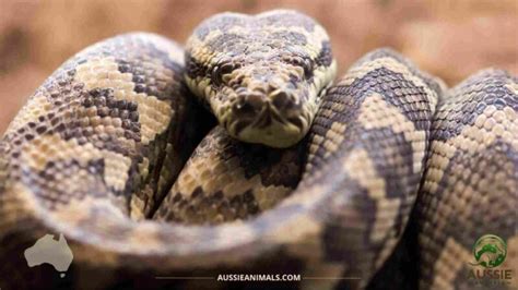 carpet python feeding guide