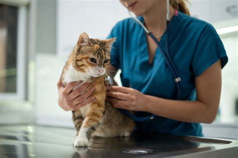 Kucing di Dokter Hewan