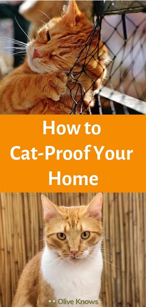 cat proofing your home