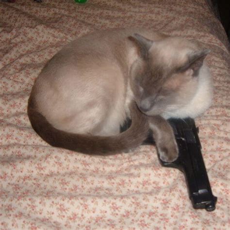 cat with gun safety poster