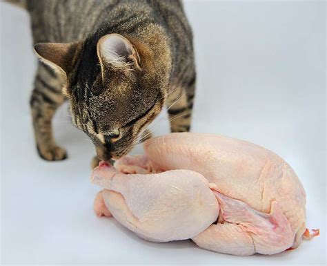 Kucing makan ayam