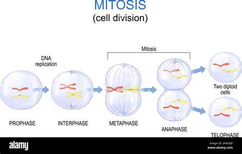 Cell division illustration