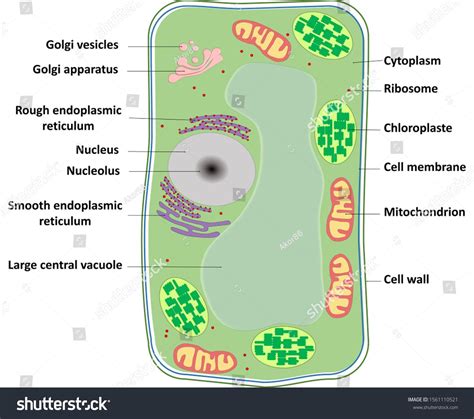 cell structure of kingdom plantae