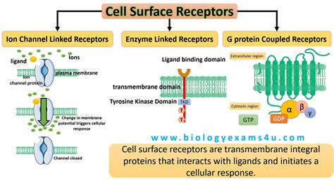 cell surface receptor