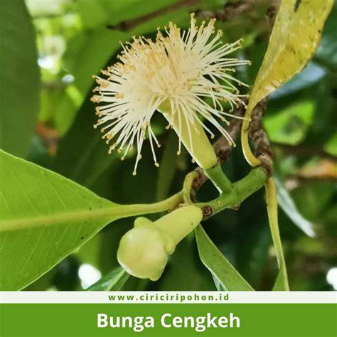 cengkeh