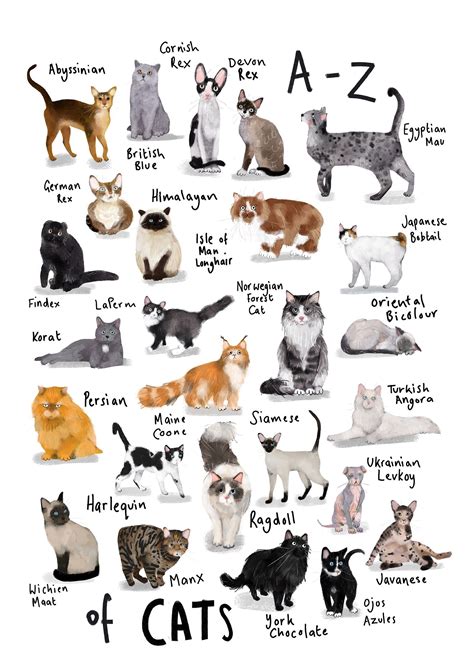 Chart Of Cat Breeds