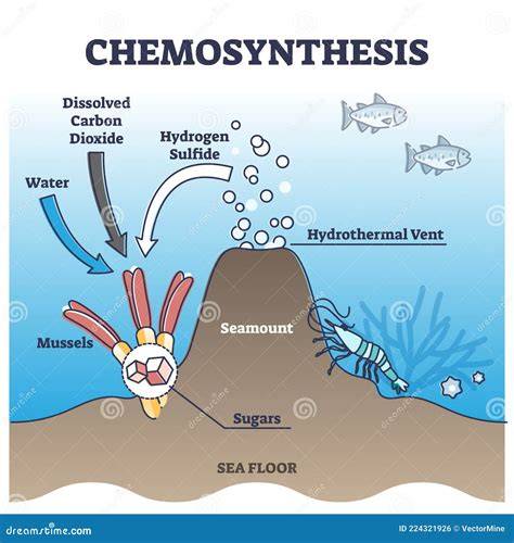 Chemoautotroph deep sea