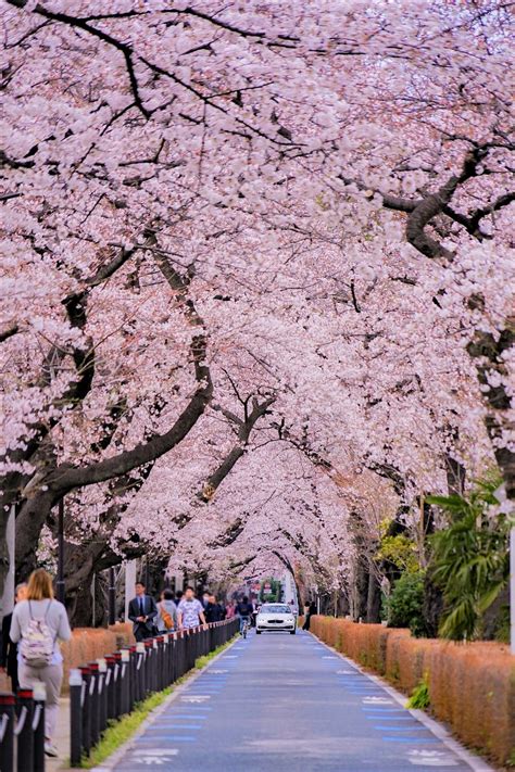 Bunga Sakura di dekat Tokyo saat bulan April