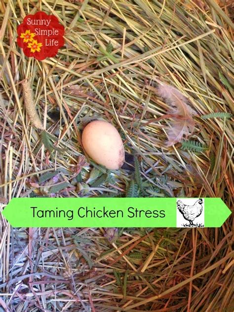 Menghindari Stres pada Ayam
