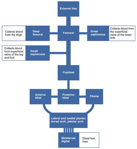 Circulatory Flow Chart