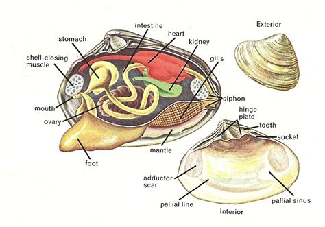 Ilustrasi Kerang