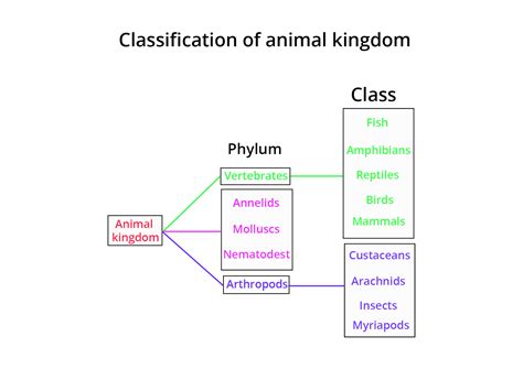 Classification Animal Kingdom Chart