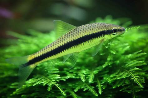 Algae eater fish in clean tank