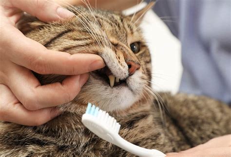 Perawatan Gigi Kucing