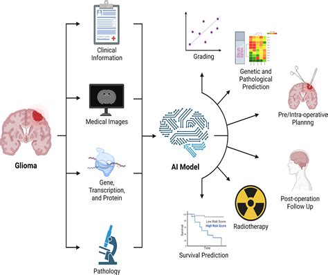 clinical applications of artificial intelligence in medical imaging and image processing a review