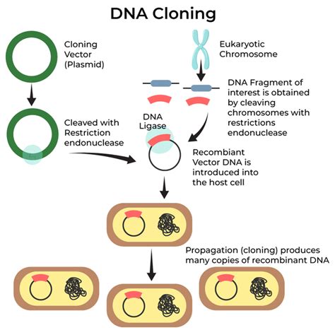 cloning vector in biotechnology class 12