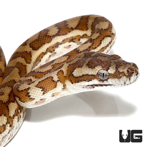 coastal carpet python care sheet