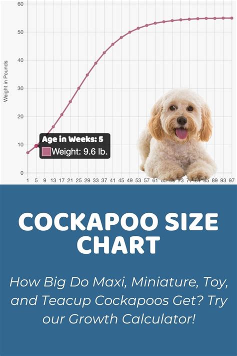 Cockapoo Size Comparison Chart