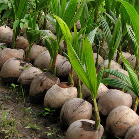 Coconut tree and coconuts