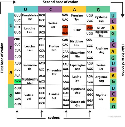 Coding Chart For Amino Acids