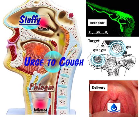 cold and mucus in throat
