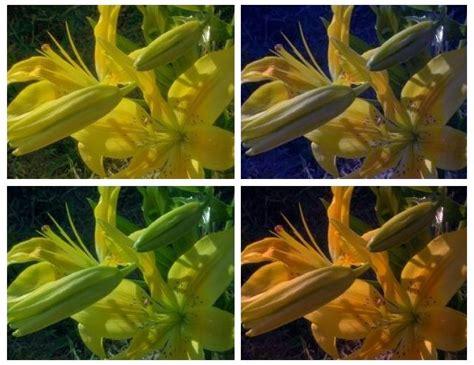 color constancy example in real life