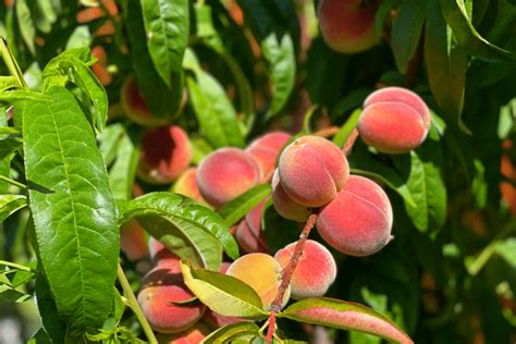 comment planter un pecher