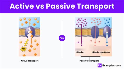 compare active and passive transport with examples