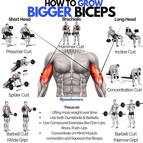 compound bicep exercises with dumbbells