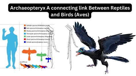 connecting link between reptiles and birds example