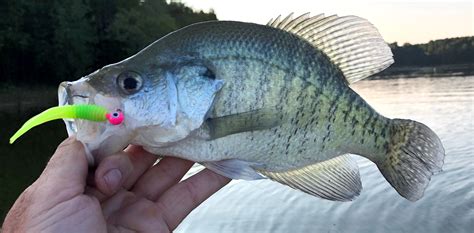 crappie fishing tackle