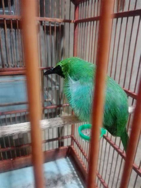 cucak ijo gembung