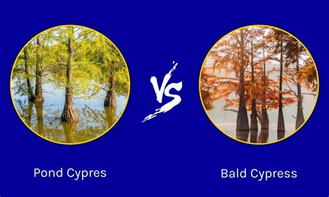 cypress vs bald cypress