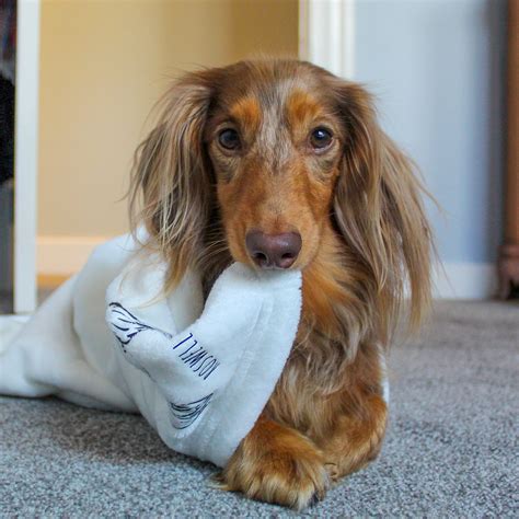 dachshund tips and tricks