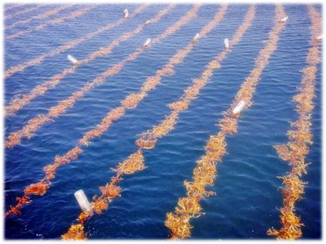 dampak lingkungan budidaya rumput laut