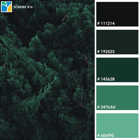 dark forest green colour hex code