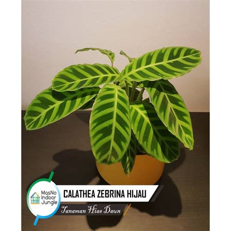 daun calathea