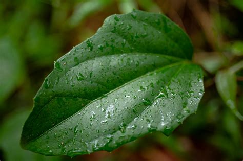 daun hijau close up