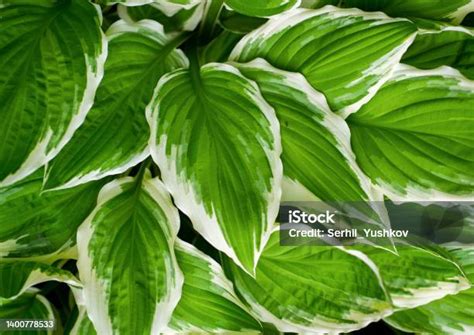 daun hosta