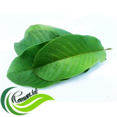 daun jambu biji